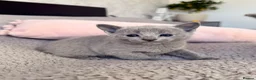 Russian Blue cats for sale: TICA registered pedigree russian blue kittens - Advert 6