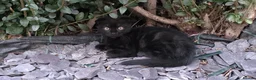 Mixed Breed cats for sale: Kitten in Northampton - Advert 2