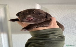 Cocker Spaniel dogs for sale: Stunning WCS pups - Image 10
