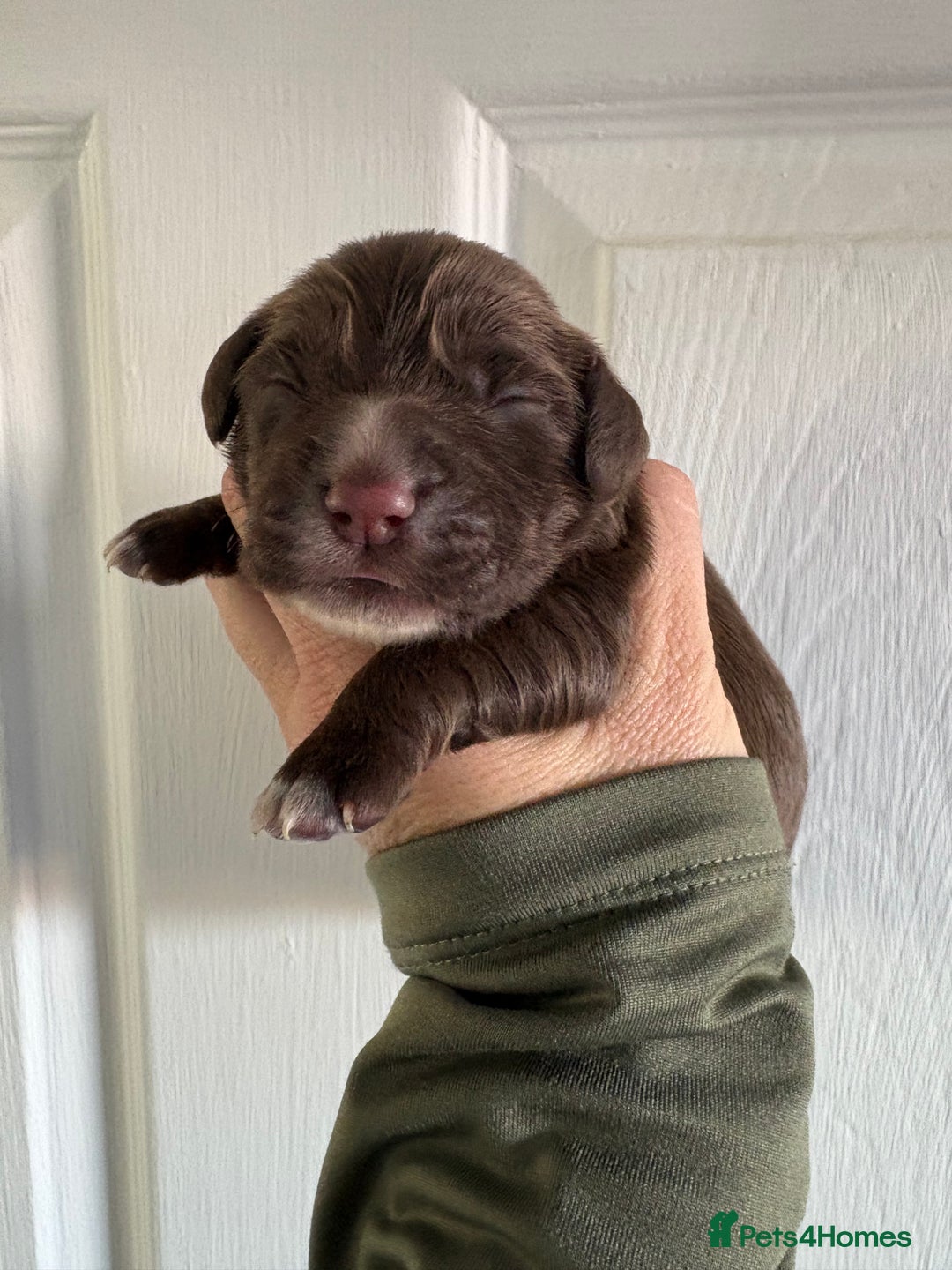 Cocker Spaniel dogs for sale: Stunning WCS pups - Image 10