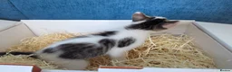 Mixed Breed cats for sale: Black and white female kitten in Dagenham - Advert 6