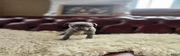 Whippet dogs for sale: Exquisite litter of whippet puppies  in Ormskirk - Advert 14