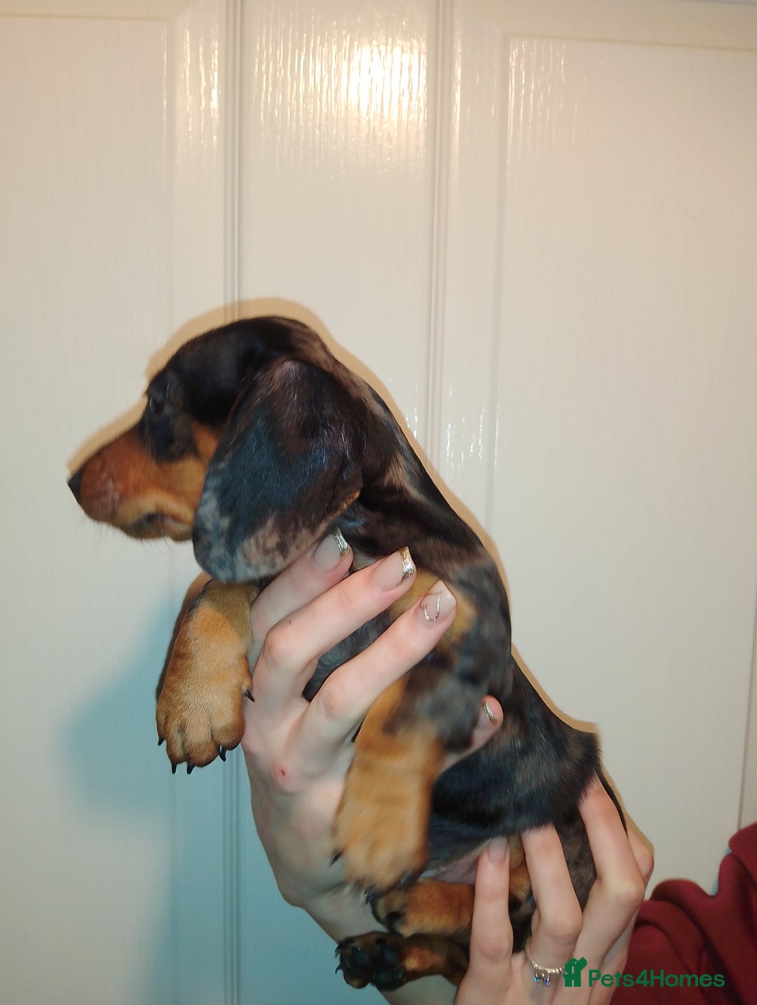 Miniature Dachshund dogs for sale: Miniature dachshund puppy - Image 5