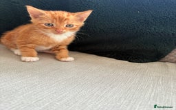 British Shorthair cats for sale: 4 kittens for sale - Image 5