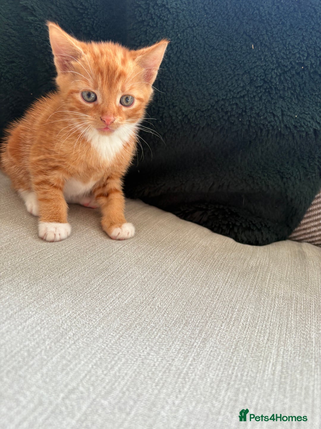 British Shorthair cats for sale: 4 kittens for sale - Image 5