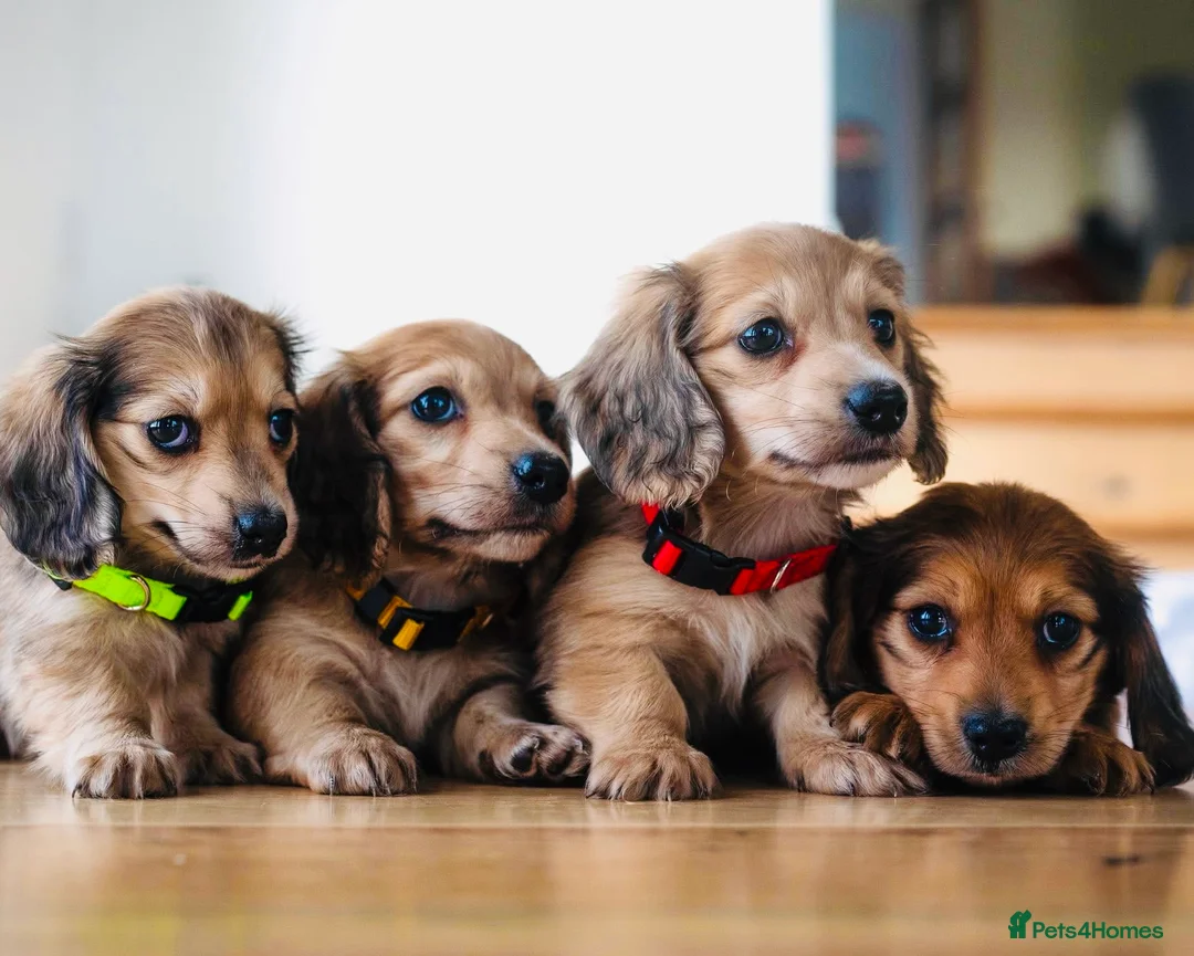 Miniature Dachshund dogs for sale: Dachshund miniature longhaired - Advert 4
