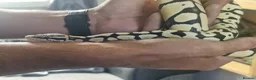 Python Snake reptiles for sale: Young Royal Pythons in Sheffield - Advert 12