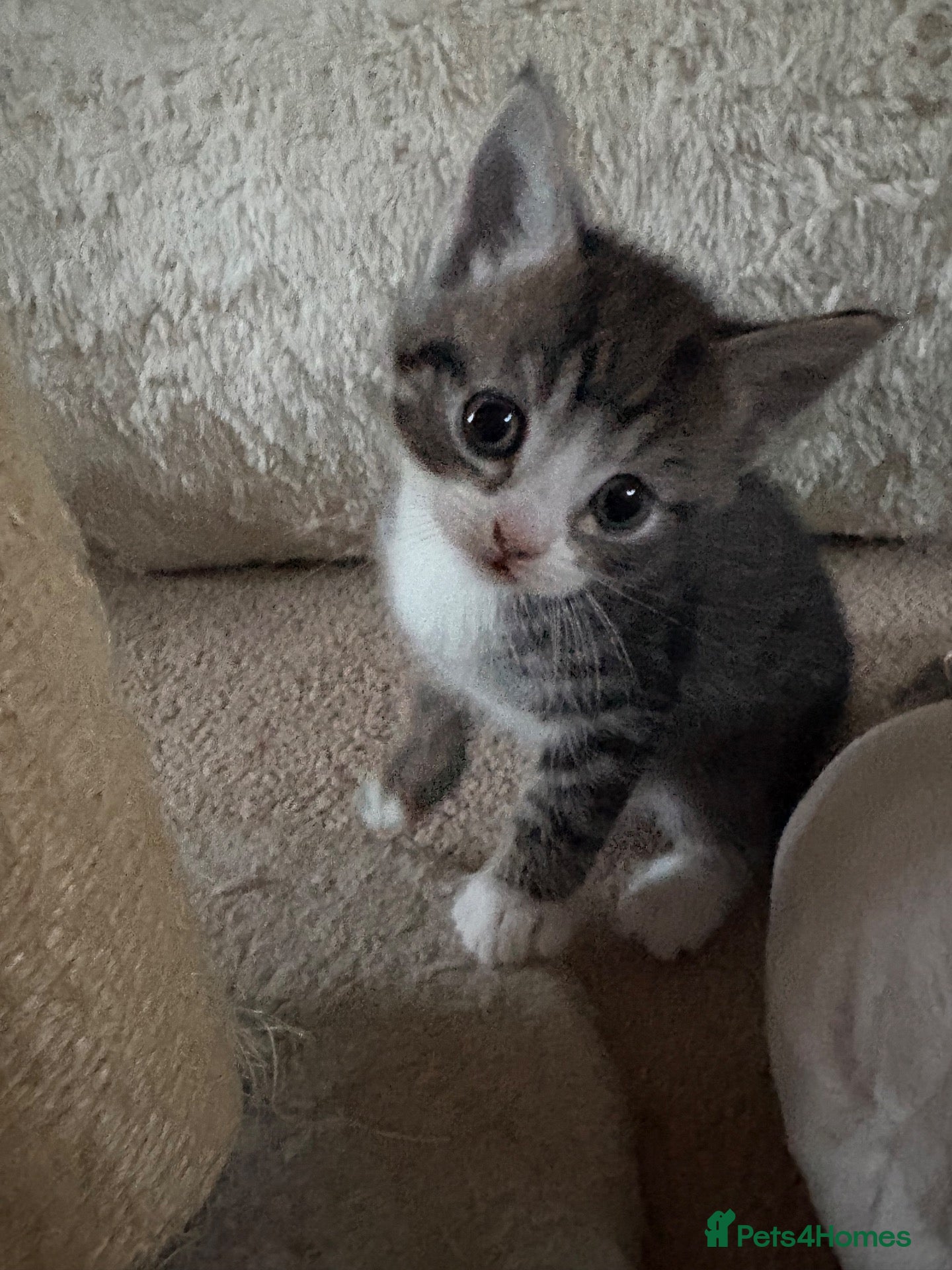 British Shorthair cats Gorgeous kitten's  - Advert 3