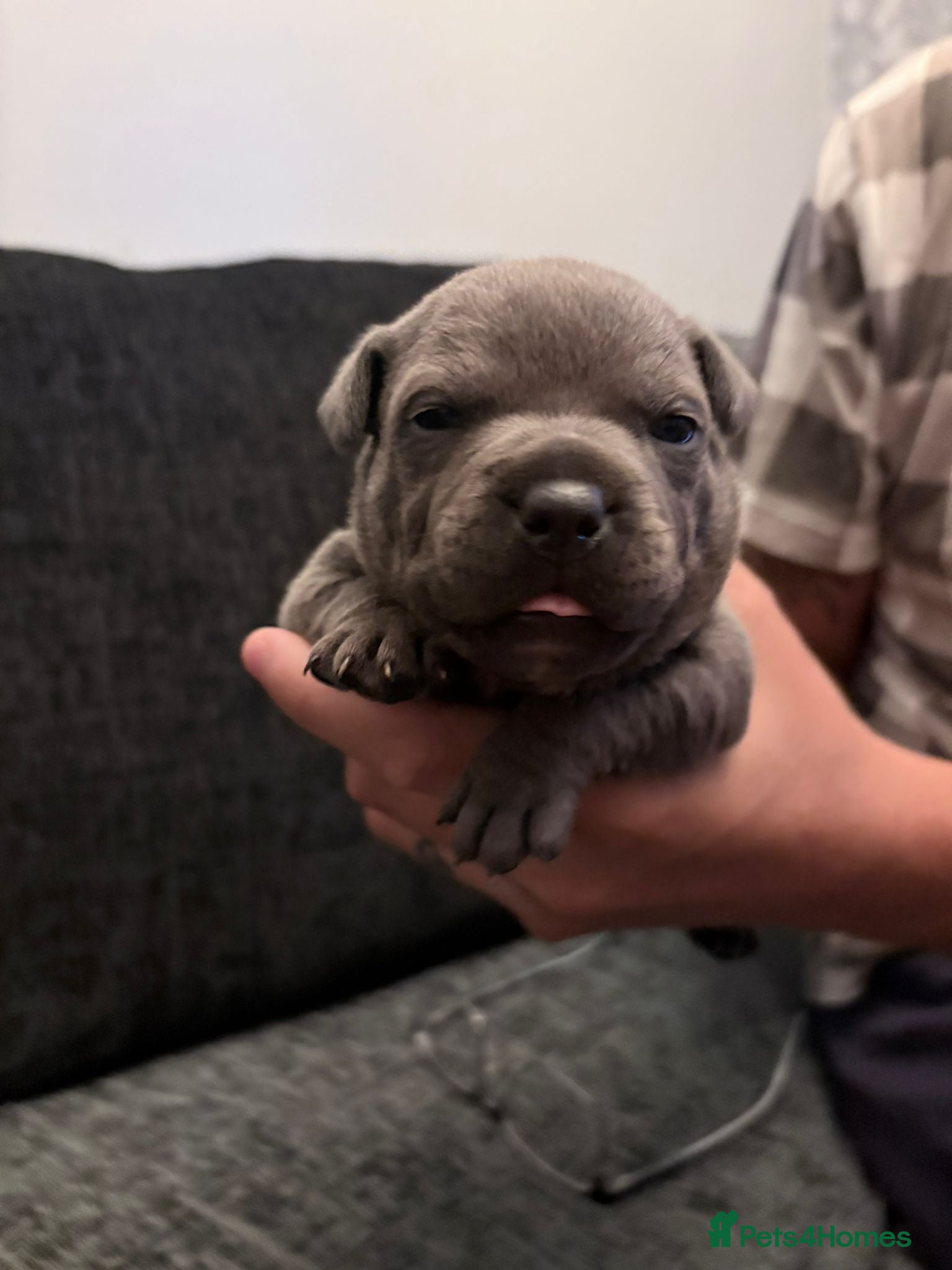 Staffordshire Bull Terrier dogs Chunky blue staffys  - Advert 1