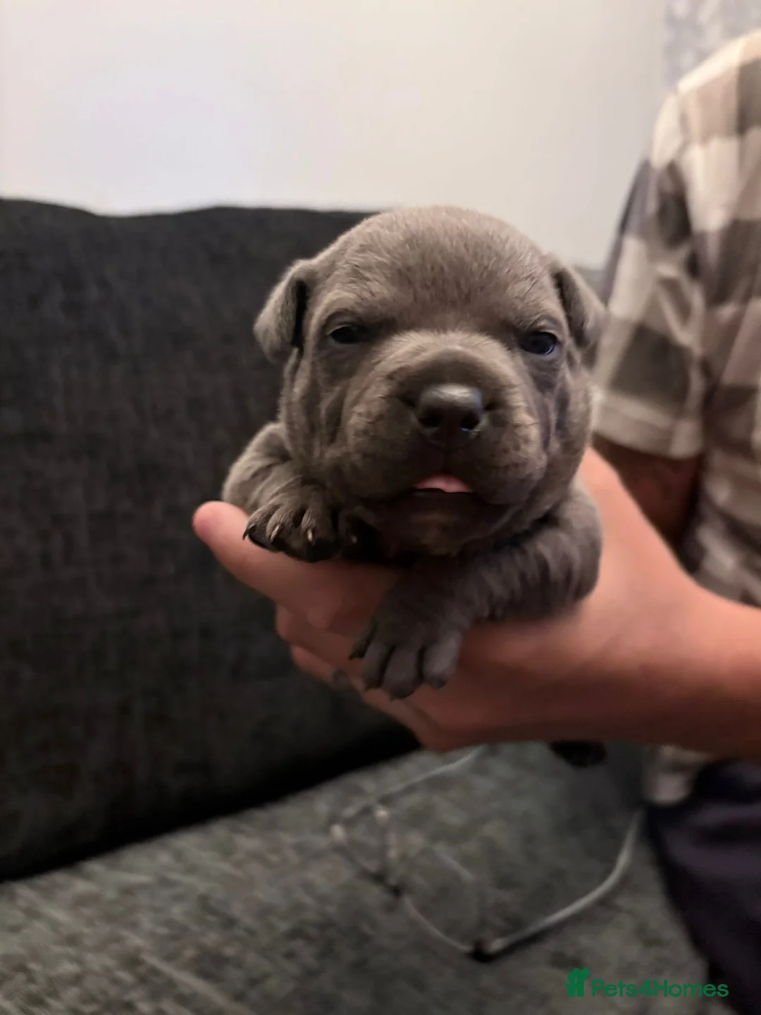 Staffordshire Bull Terrier dogs for sale: Chunky blue staffys  in West Bromwich - Advert 1
