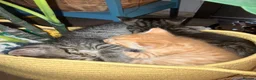 Mixed Breed cats for sale: Kittens -1  female & 1 male Tabby  in Tiverton - Advert 7