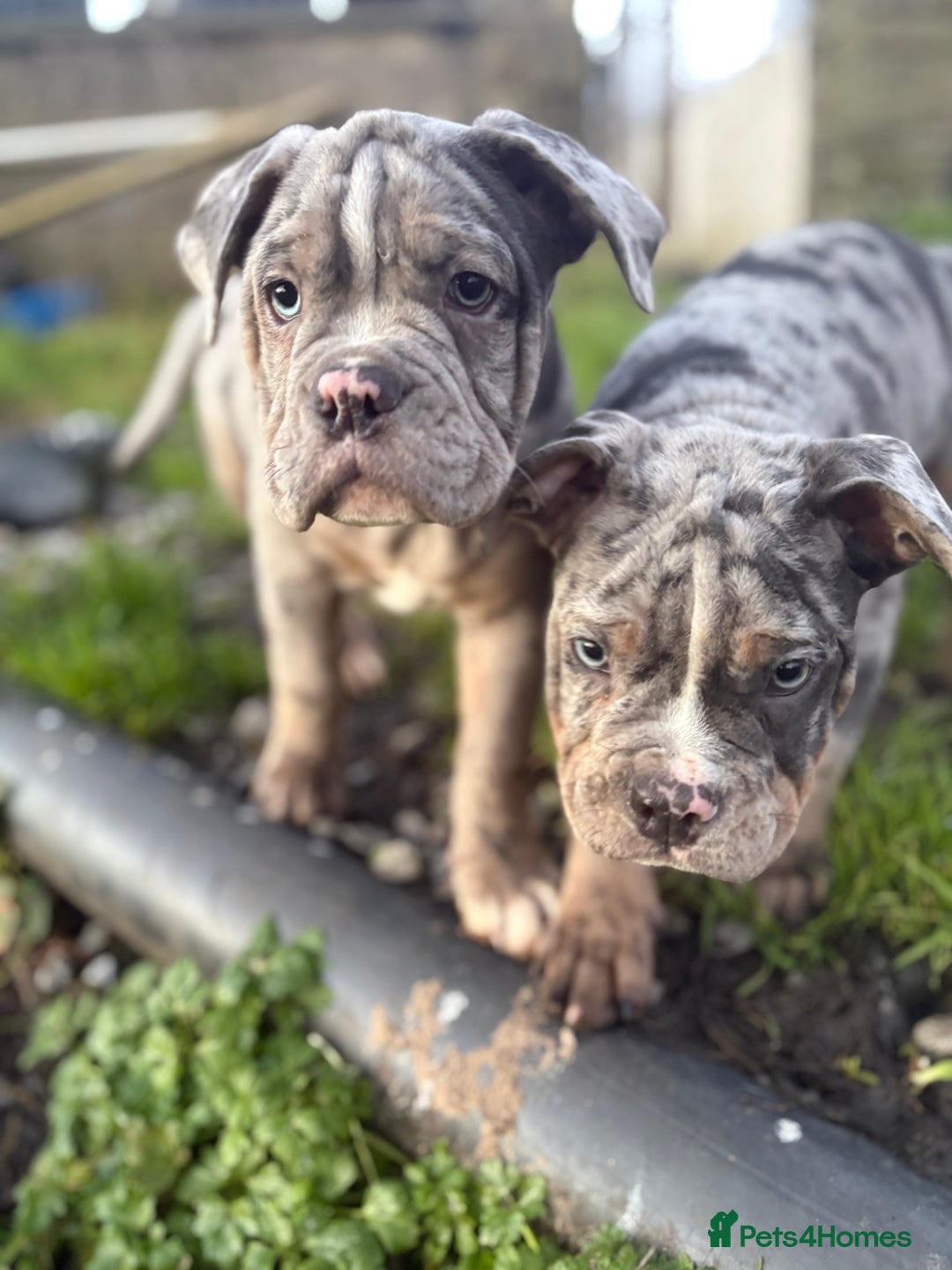 Olde English Bulldogge dogs for sale: 3 male puppy Olde English Bulldogges left - Advert 1