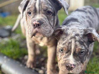 Olde English Bulldogge dogs 3 male puppy Olde English Bulldogges left - Advert 5