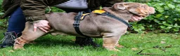 English Bulldog dogs for stud: Now proven English Bulldog at stud - Advert 11