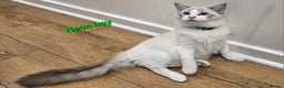 Ragdoll cats for sale: Pedegree Active Gccf 2 boys left  - Advert 18