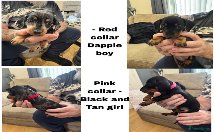 Miniature Dachshund dogs - Advert 9