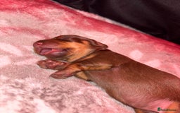 Dachshund dogs for sale: 5 miniature   dachshund  - Image 16