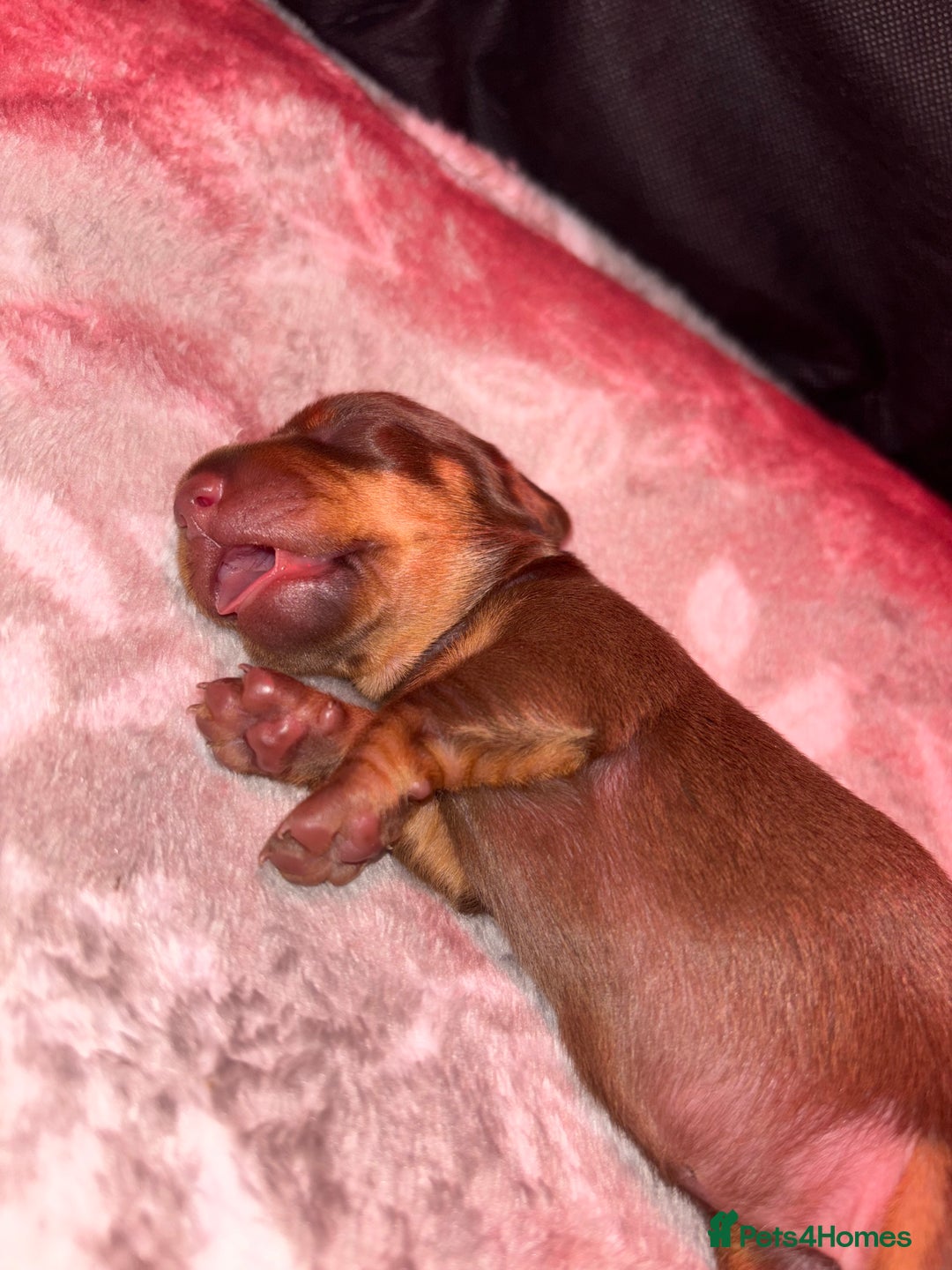 Dachshund dogs for sale: 5 miniature   dachshund  - Image 16
