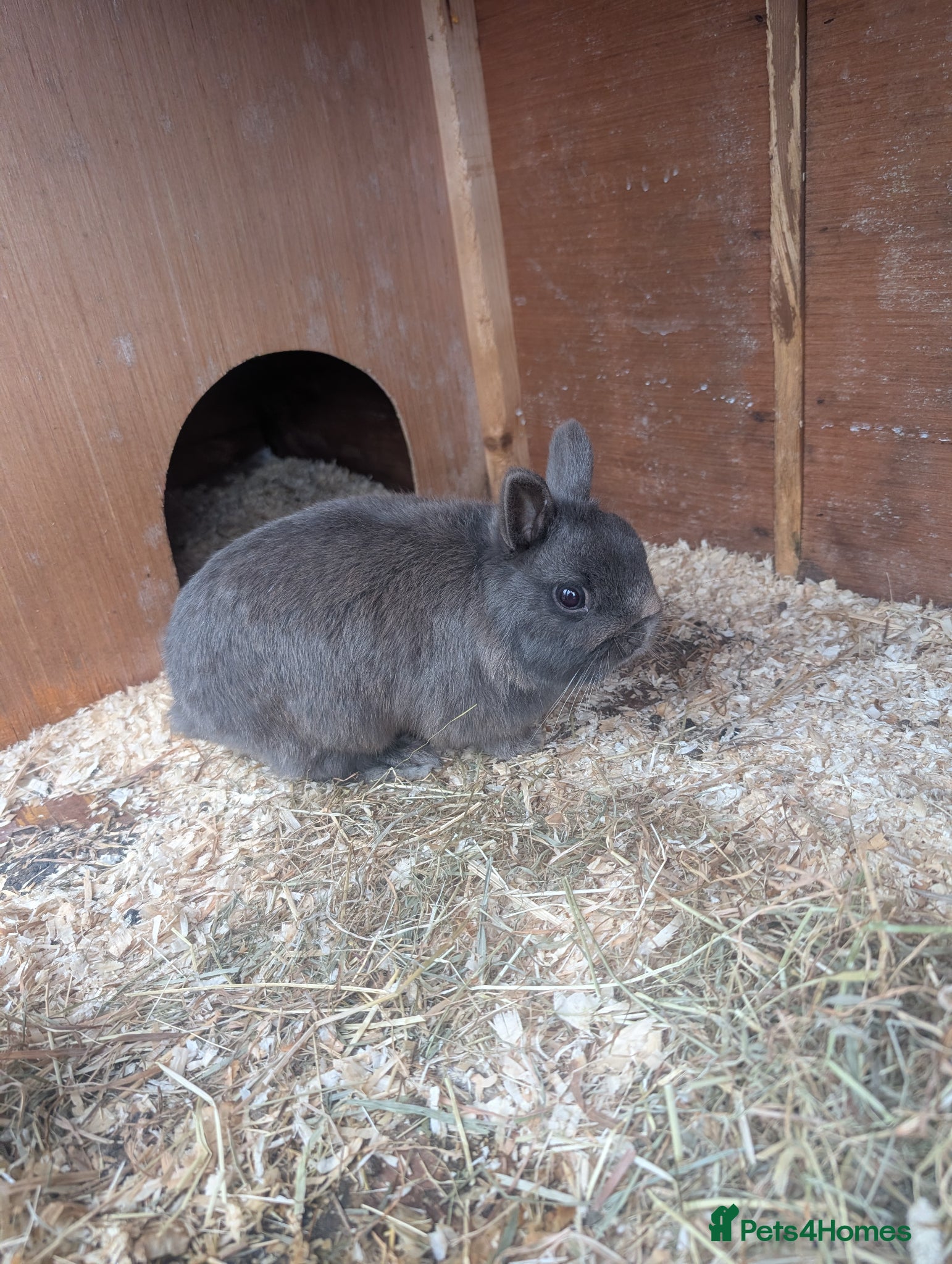 Netherland Dwarf rabbits for sale: Netherland dwarfs  - Advert 3