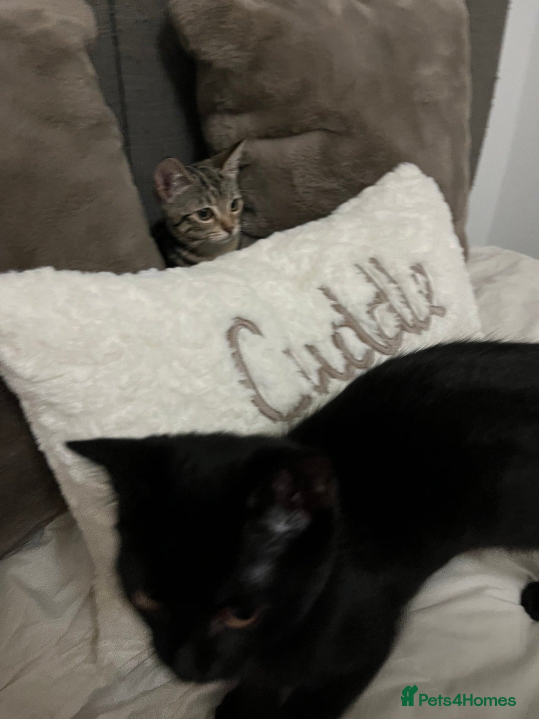 British Shorthair cats for sale: Bonded Sister Kittens for Rehoming - Advert 22