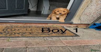 Cavapoo dogs - Advert 1