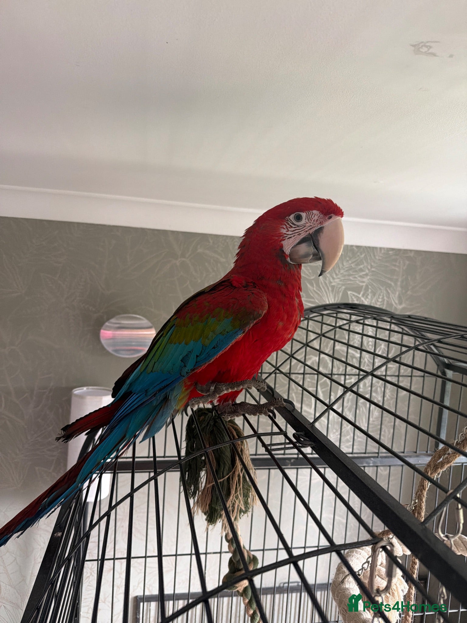Macaws birds Hand tame green wing  macaw - Advert 3