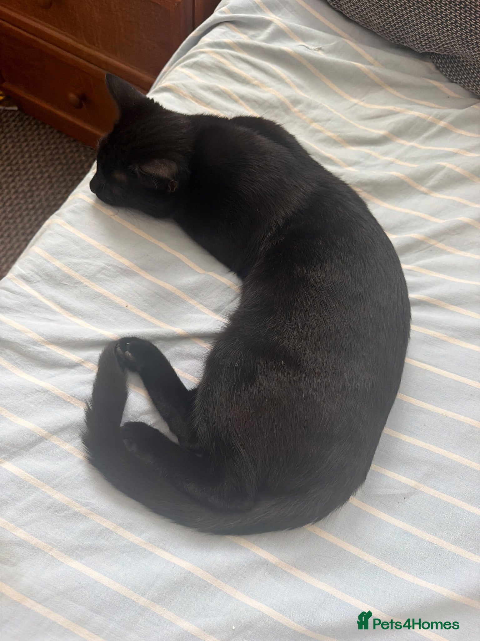 Domestic Shorthair cats Looking for an amazing parents to adopt them  - Advert 14