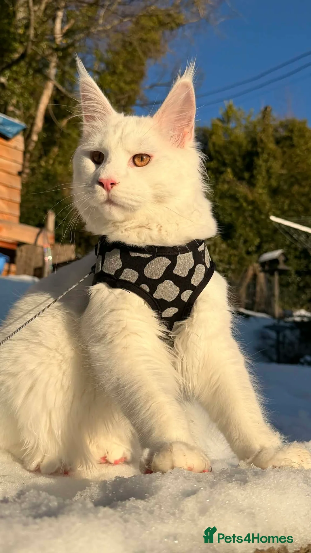 Maine Coon cats for sale: Main coon  in Inverness - Advert 1