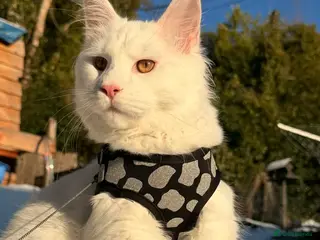 Maine Coon cats Main coon in Inverness - Advert 1