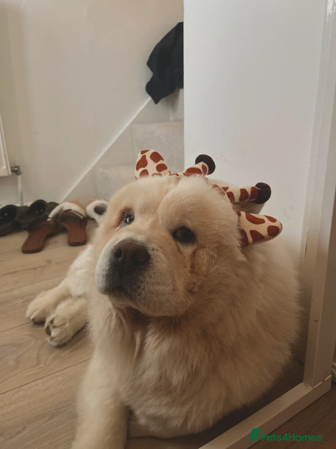 Chow Chow dogs for sale: Rehoming Biggie - Advert 2