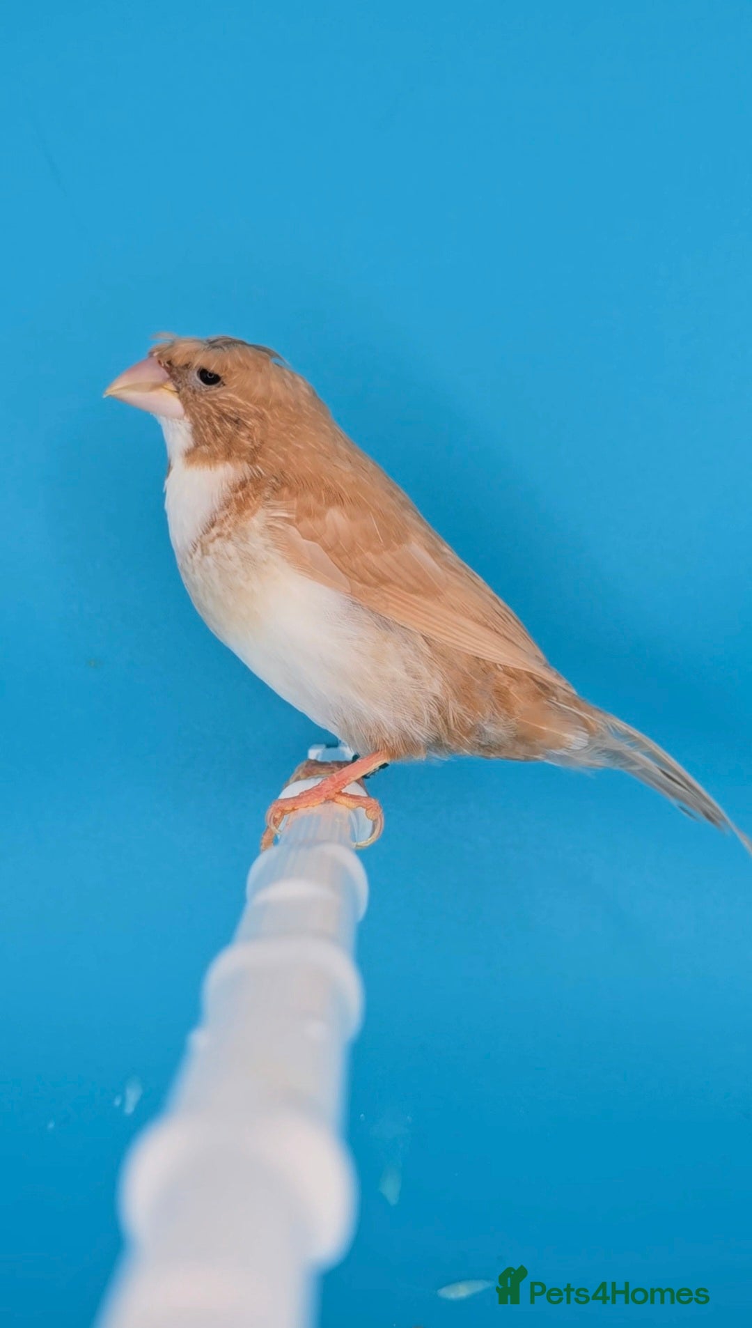 Finches birds for sale: Bengalese finches  - Advert 10