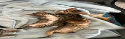 Bengal cats for sale: Bengal kittens for sale  - Advert 8