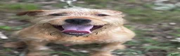 Soft Coated Wheaten Terrier dogs for sale: Wheaten Terrier in London - Advert 3