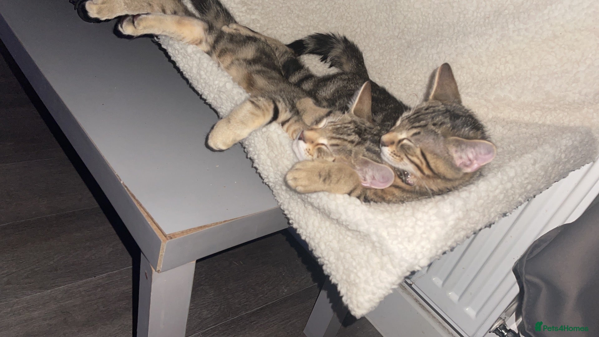 Bengal cats Two sisters - Advert 1