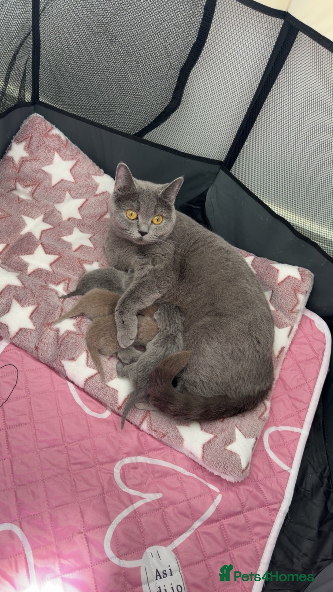 British Shorthair cats 1 Male Lilac British Shorthair Available - Advert 1