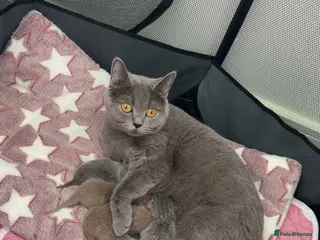 British Shorthair cats 1 Male Lilac British Shorthair Available - Advert 1