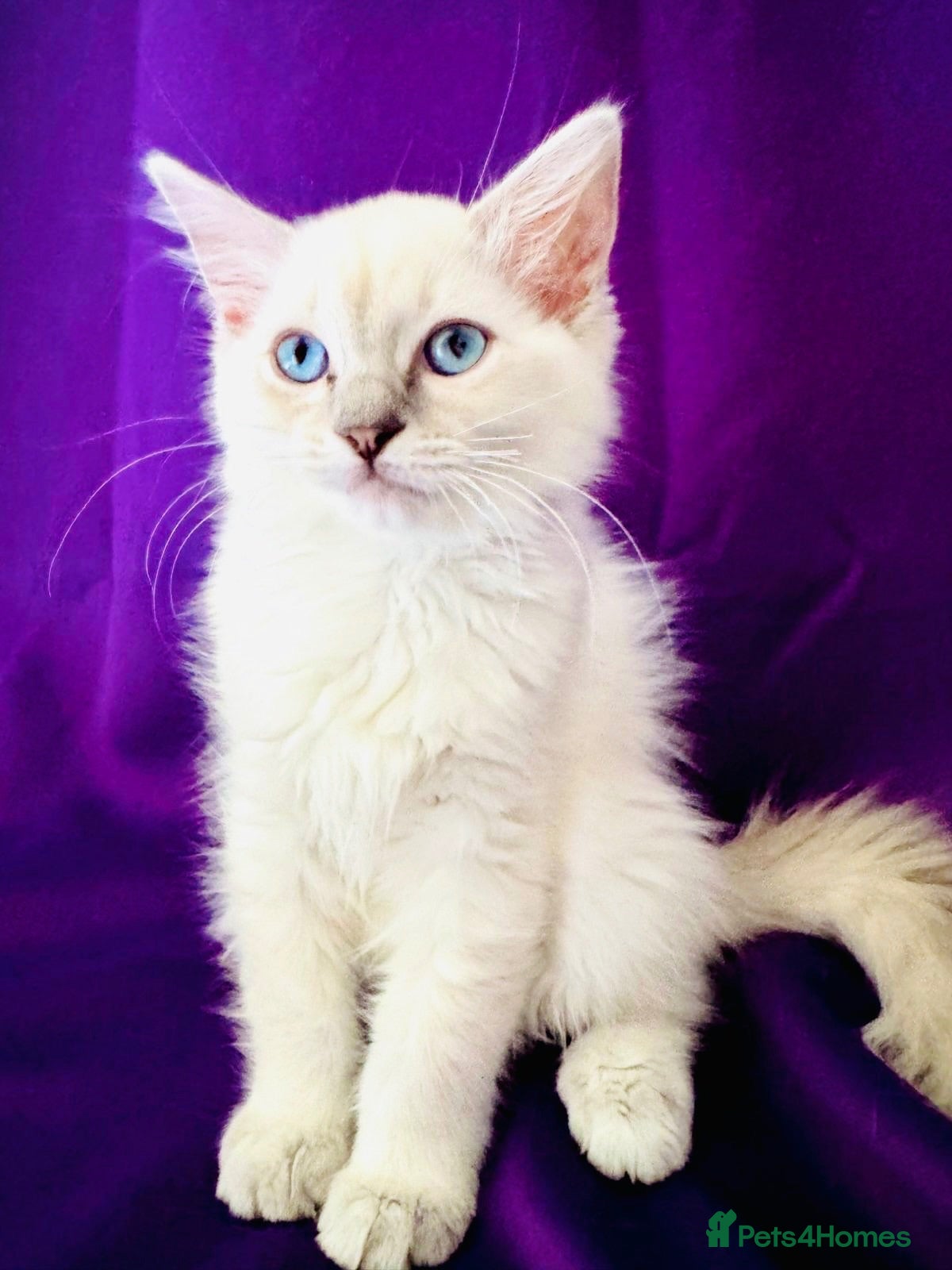 Ragdoll cats GCCF Ragdolls  - Advert 5