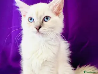 Ragdoll cats GCCF Ragdolls - Advert 5