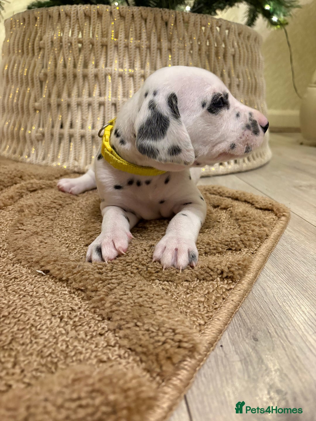 Dalmatian dogs for sale: 5 Generation KC Registered Dalmatians Boys - Advert 32