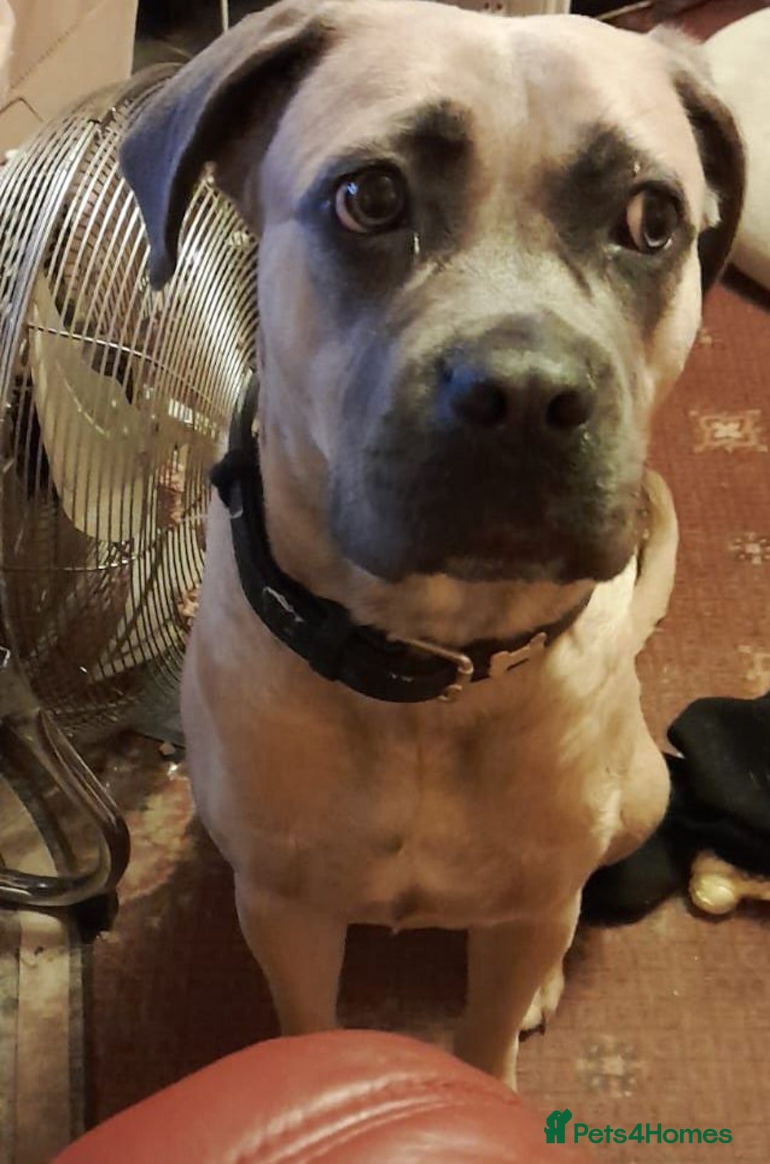 Mixed Breed dogs for sale:  Miss Suki - Advert 4