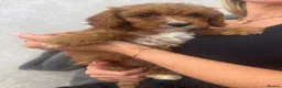 Cavapoo dogs for sale: Gorgeous F1 Cavapoo Pups Ready for Loving Homes 🐾 - Advert 8