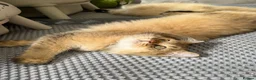British Longhair cats for sale: ✨TICA REGISTERED GOLDEN LONGHAIR KITTENS✨ - Advert 10