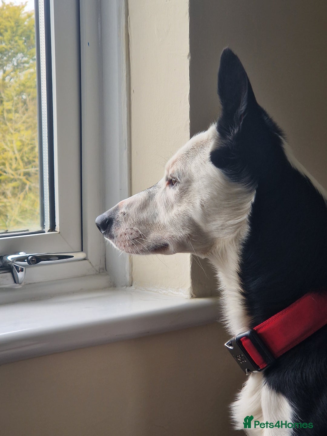Border Collie dogs for sale: Border collie (short hair)  - Advert 4