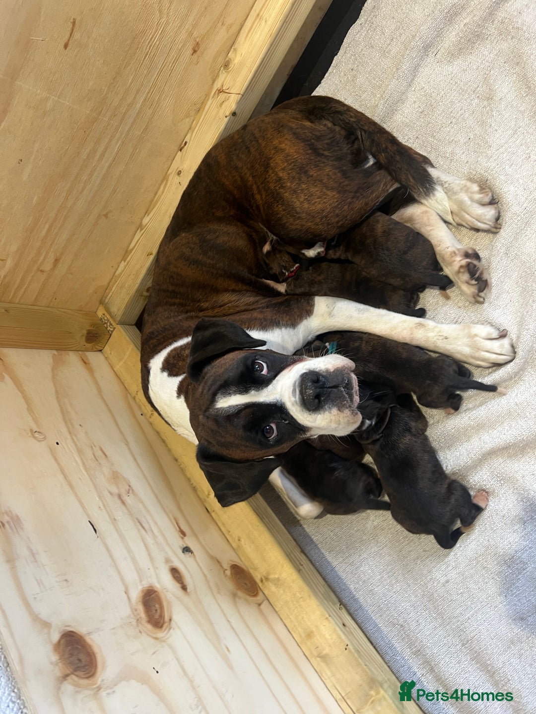 Boxer dogs for sale: 6 Beautiful Boxer Puppies - Image 15