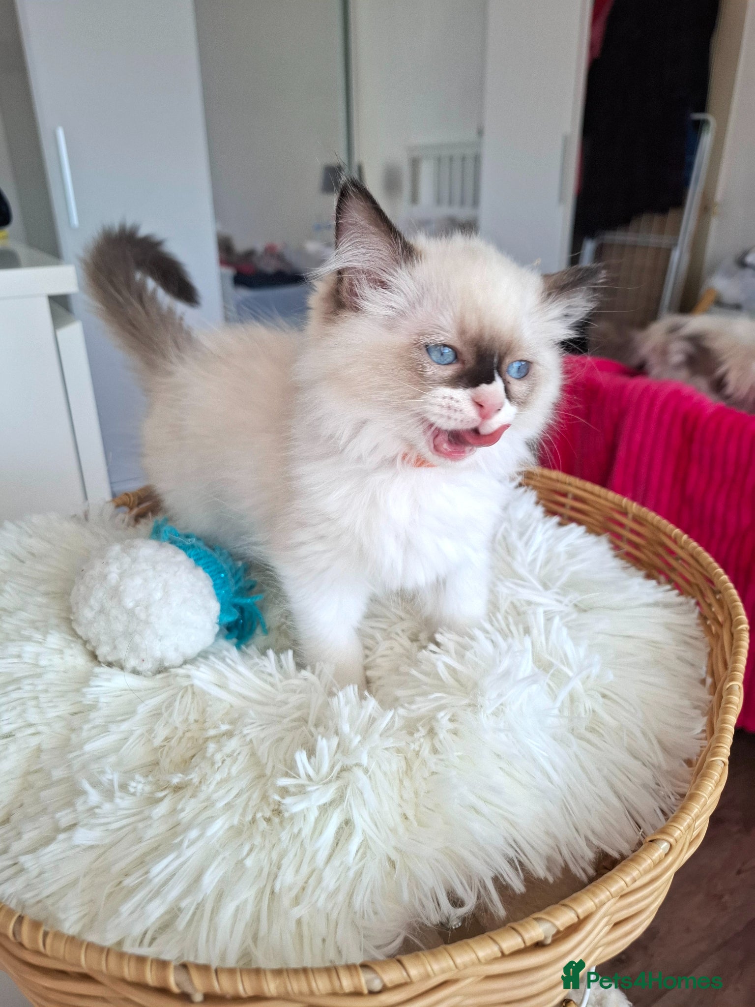 Ragdoll cats Purebred Ragdoll Kittens - TICA - YORKSHIRE - Advert 1