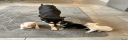 Chihuahua dogs for sale: 🐾Adorable chihuahua puppys ready!! - Advert 1