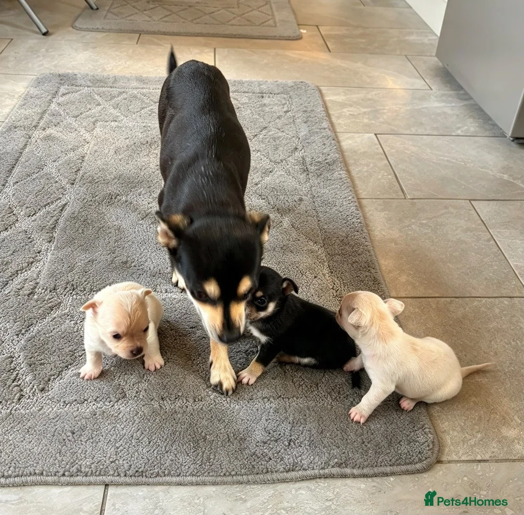 Chihuahua dogs for sale: 🐾Adorable chihuahua puppys ready!! - Advert 1