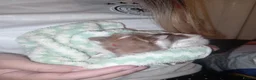 Guinea Pig rodents for sale: Baby boy guinea pig - Advert 6