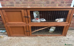 Guinea Pig rodents for sale: Guinea pigs & run - Image 2