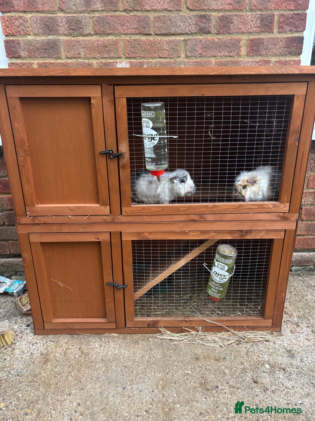 Guinea Pig rodents for sale: Guinea pigs & run - Image 2